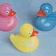 Duck Pond FloatersPrice Per Dozen